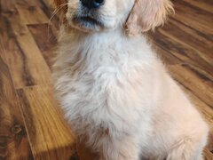 Pui Golden Retriever cu pedigree (certificat)