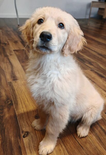 Pui Golden Retriever cu pedigree (certificat)