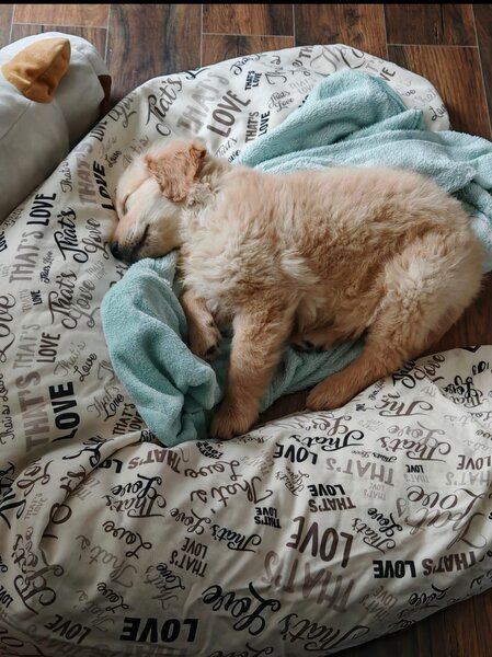 Pui Golden Retriever cu pedigree (certificat)