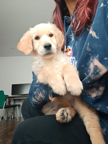 Pui Golden Retriever cu pedigree (certificat)