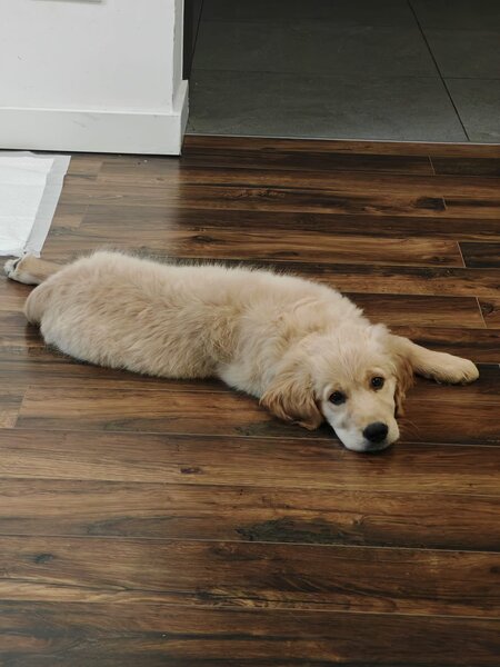 Pui Golden Retriever cu pedigree (certificat)