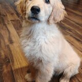 Pui Golden Retriever cu pedigree (certificat)