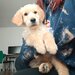 Pui Golden Retriever cu pedigree (certificat)